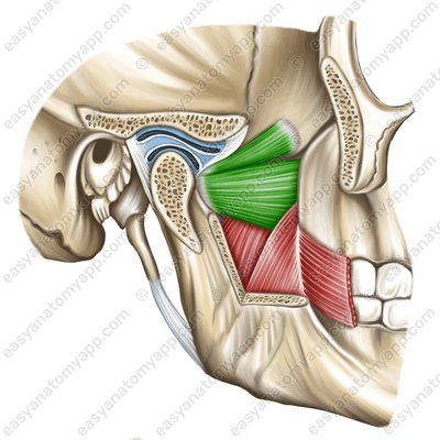 Lateral pterygoid muscle (musculus pterygoideus lateralis)